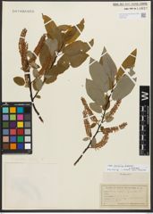 Foto von Salix pyrifolia Andersson